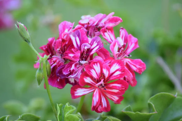 Zbliżenie Strzał Różowe Geranium Kwiaty — Zdjęcie stockowe