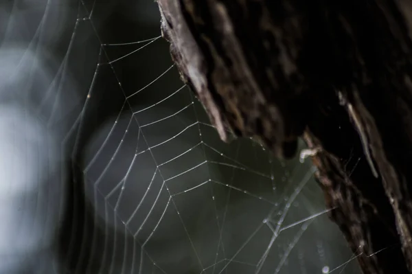 Closeup Spider Web Wood Ona Bokeh Dark Background — Stock Photo, Image