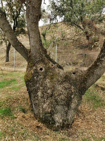 Miracle View Tree One Root Four Trunks Multistem Pardo Madrid — Stock Photo, Image