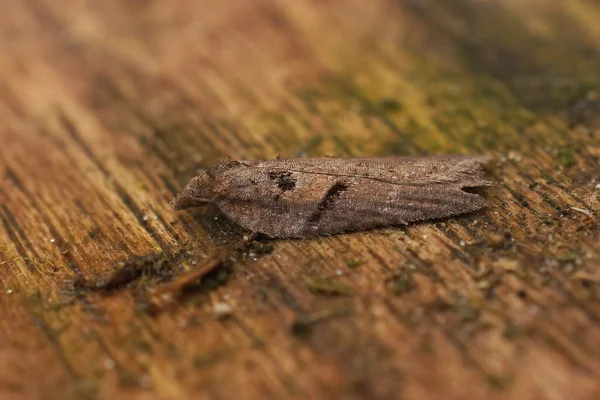 在一块木头上的阿司匹林沙门氏菌 是由一只小的Sallow Button蛾制成的 — 图库照片