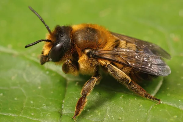 Nahaufnahme Einer Weiblichen Willughby Leafcutter Biene Megachile Willughbiella Sitzend — Stockfoto