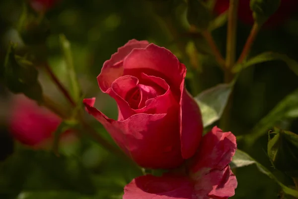 Měkké Ohnisko Částečně Rozkvetlé Rudé Růže Zahradě — Stock fotografie