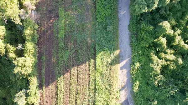 Een Luchtfoto Van Een Grazige Onverharde Weg Omringd Door Bomen — Stockfoto