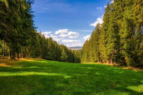 Μια Μαγευτική Θέα Από Πυκνά Πράσινα Έλατο Δέντρα Στο Δάσος — Φωτογραφία Αρχείου