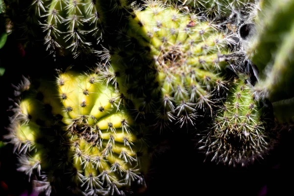 Detailní Záběr Zeleného Kaktusu — Stock fotografie