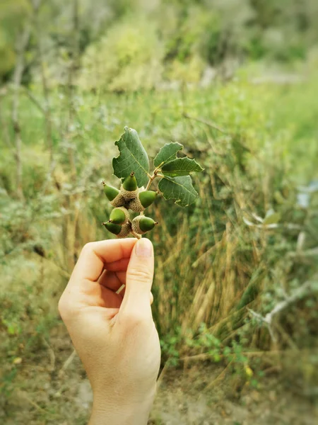 Крупним Планом Рука Тримає Невелику Гілку Вічнозеленого Дуба Quercus Ilex — стокове фото
