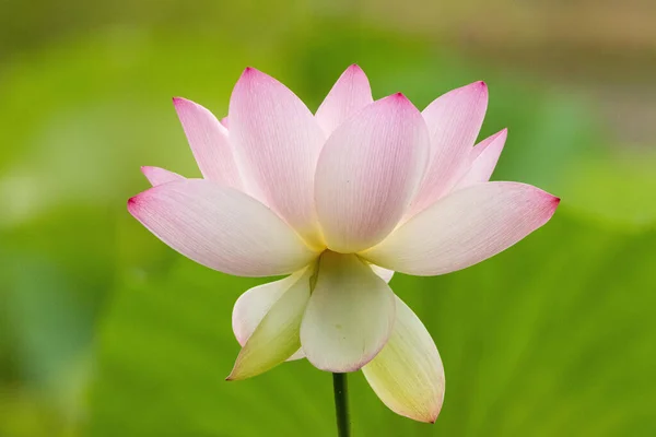 Baharda Açan Beyaz Nilüfer Çiçeğinin Güzel Yatay Yakın Çekimi — Stok fotoğraf