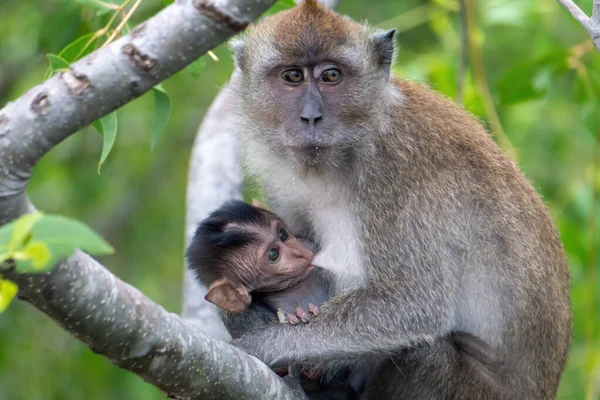 在森林里的一个模糊的背景上 一只带着孩子的猕猴 — 图库照片