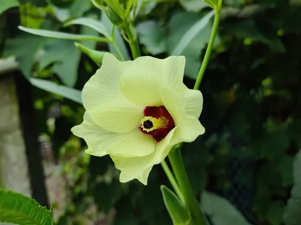 薄黄色の花弁を持つハイビスカスのオクラのクローズアップ — ストック写真