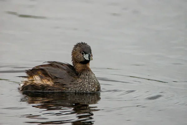 Close Pied Faturado Grebe Nadando — Fotografia de Stock