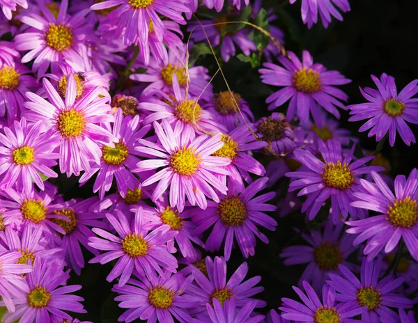 Ένα Κοντινό Πλάνο Όμορφων Μοβ Λουλουδιών Έναν Κήπο — Φωτογραφία Αρχείου