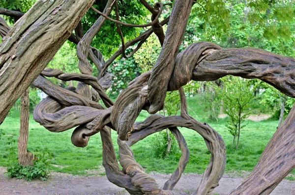 Closeup Twisted Tree Park — Stock Photo, Image