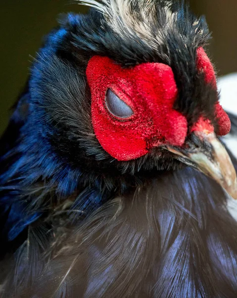 Tiro Perto Nos Olhos Galo Durante Dia — Fotografia de Stock