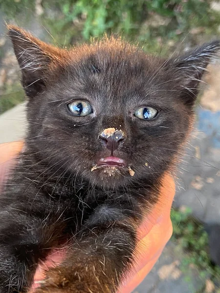 먹이와 더러워진 고양이의 — 스톡 사진