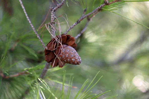 Closeup Shot Cone Coniferous Tree Forest — Stock Photo, Image