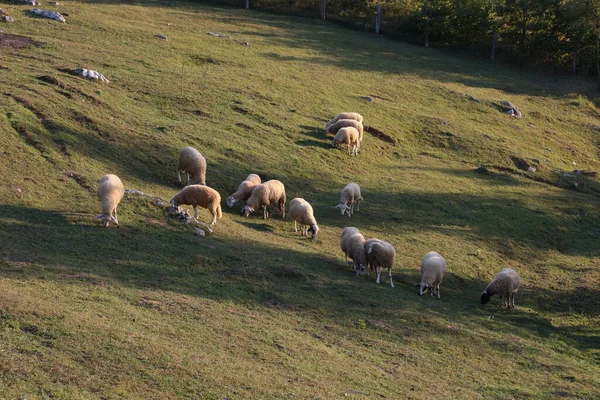 Stado Owiec Pasących Się Trawiastym Pastwisku Wsi — Zdjęcie stockowe