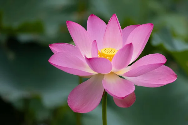 Een Prachtige Horizontale Close Shot Van Een Roze Bloomed Lotus — Stockfoto