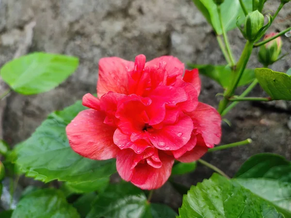 Крупним Планом Червона Квітка Гібіскуса — стокове фото