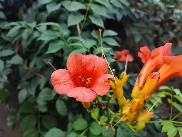 一朵花的特写 — 图库照片