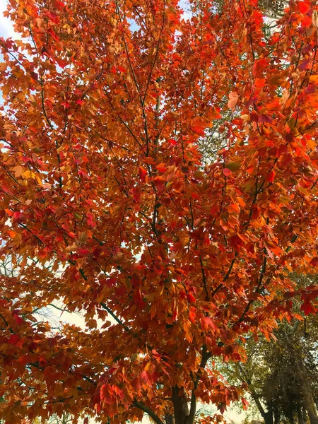 秋に赤い葉を持つ木の垂直ショット — ストック写真