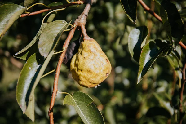 Primer Plano Una Pera Arrugada Árbol — Foto de Stock