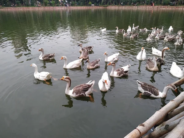 Многие Белые Красивые Утки Плавают Поверхности Воды — стоковое фото