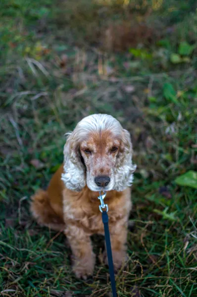 フィールド上の紐の上に愛らしい犬の垂直ショット — ストック写真