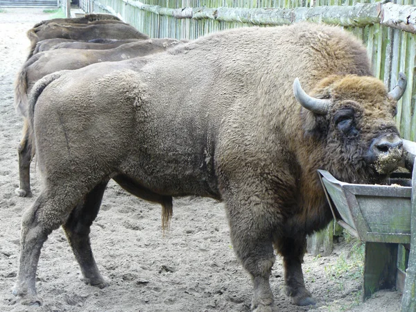 Tiro Perto Bisonte — Fotografia de Stock