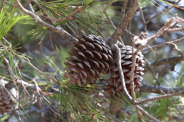 Gros Plan Cônes Sur Conifère Dans Forêt — Photo