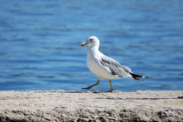 Gros Plan Une Mouette Perchée Sur Littoral — Photo