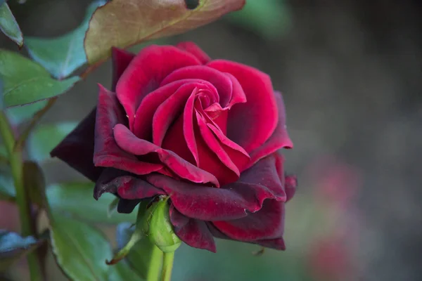 Ένα Κοντινό Πλάνο Του Κόκκινου Τριαντάφυλλου Θολή Φόντο — Φωτογραφία Αρχείου