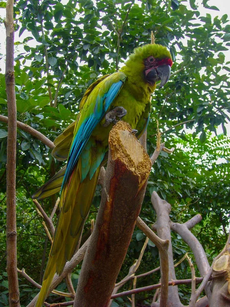 Ara Ambiguus Guayaquilensis 是厄瓜多尔瓜亚基尔历史公园发现的极度濒危的大型绿色金刚鹦鹉亚种 — 图库照片
