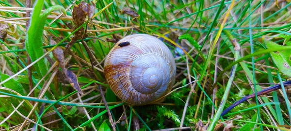 緑色の草の上にらせん状の殻を持つカタツムリ — ストック写真