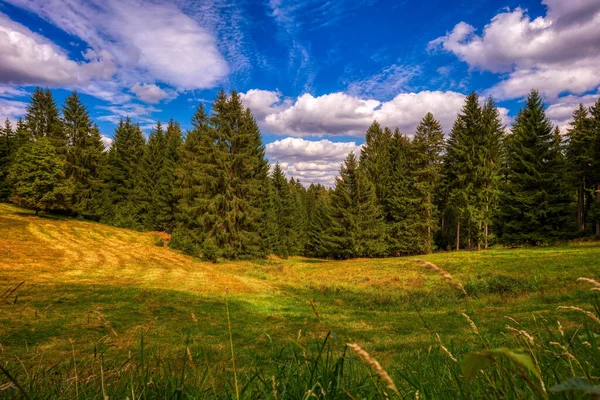 Una Vista Fascinante Bosque Abetos Bajo Cielo Azul Con Nubes — Foto de Stock