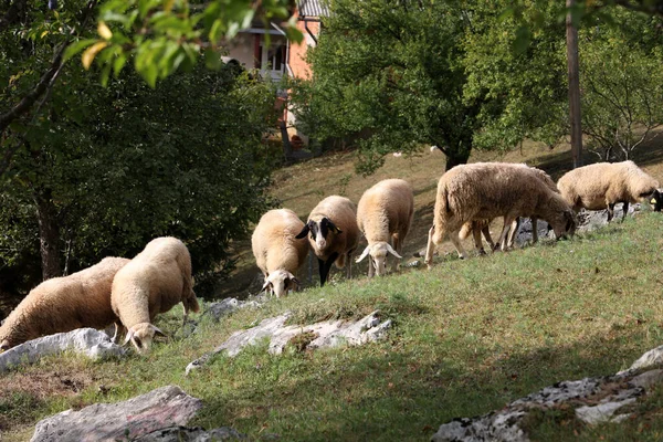 Egy Birkanyáj Legelészik Mezőn — Stock Fotó