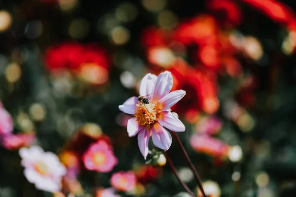 Gros Plan Une Abeille Sur Dahlia Blanc Sur Fond Bokeh — Photo