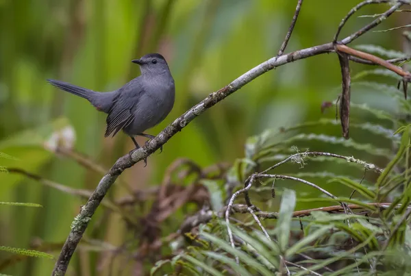 Gros Plan Avec Magnifique Oiseau Chat Gris Sur Une Branche — Photo