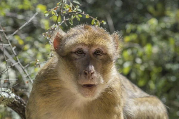 Szelektív Fókusz Felvétel Macaque Egy Állatkertben — Stock Fotó