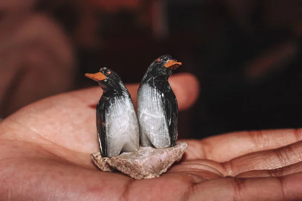 Egy Közeli Felvétel Két Pingvinről Egy Emberi Kézen — Stock Fotó