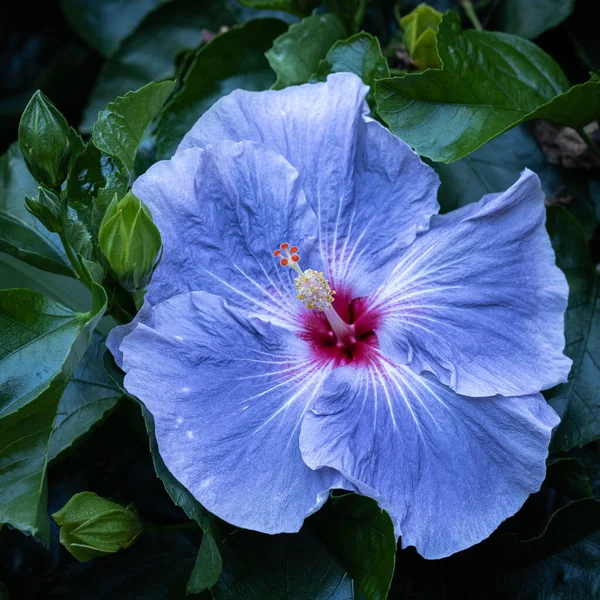 Ένα Όμορφο Κοντινό Πλάνο Ενός Μπλε Φυτού Balerina Tropical Hibiscus — Φωτογραφία Αρχείου