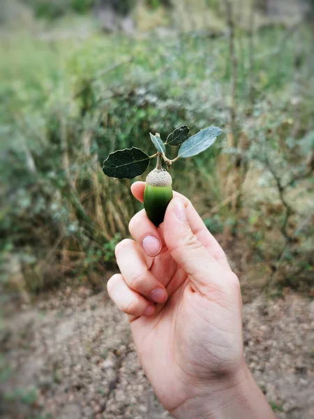 Крупним Планом Рука Тримає Зелений Жолудя Вічнозеленого Дуба Quercus Ilex — стокове фото