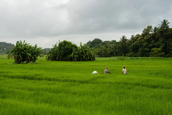 India Września 2021 Mapusa Goa India Września 2021 Miejscowi Rolnicy — Zdjęcie stockowe