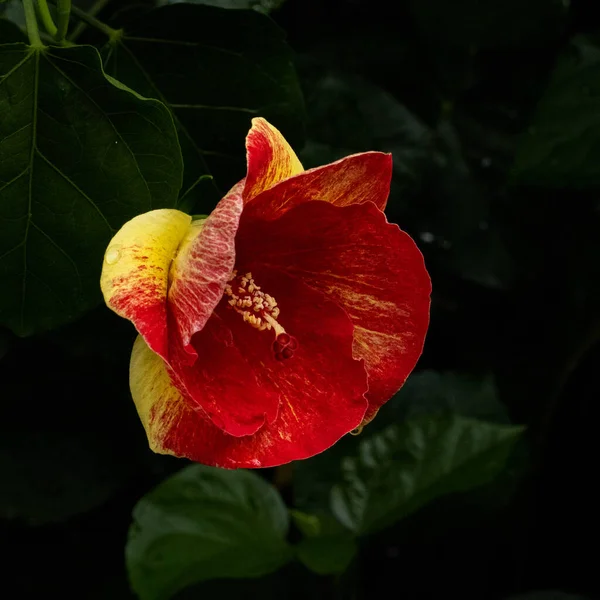 Belo Close Uma Flor Vermelha Hibiscus Planta Família Malva Malvaceae — Fotografia de Stock