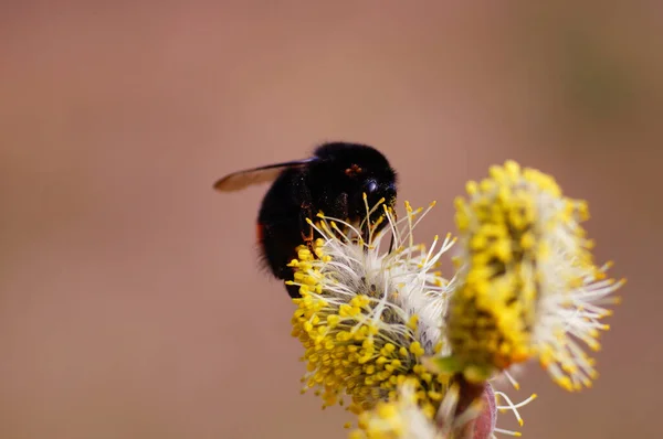 Eine Rotschwanzhummel Auf Einer Weidenblume Einige Milben Benutzen Als Taxi — Stockfoto