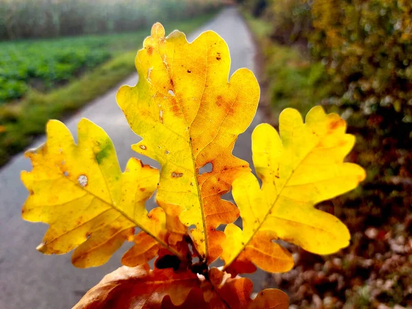 Three Golden Yellow Oak Leafs Sun — Stock Photo, Image