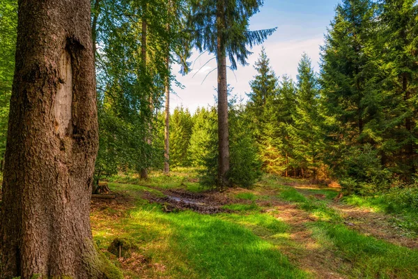 Piękny Las Gęstym Zielonym Świerkiem Drzewa Pod Błękitnym Czystym Niebem — Zdjęcie stockowe