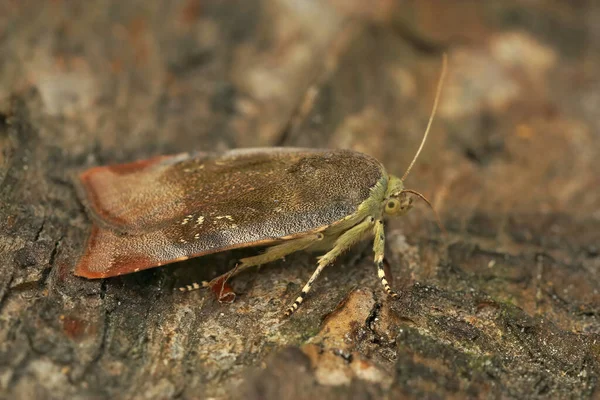 Closeup Lesser Broad Bordered Yellow Underwing Noctua Janthe Piece Wood — Stock Photo, Image