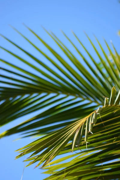 Washingtonia Palm Blad Bakgrunden Den Blå Klar Himmel — Stockfoto