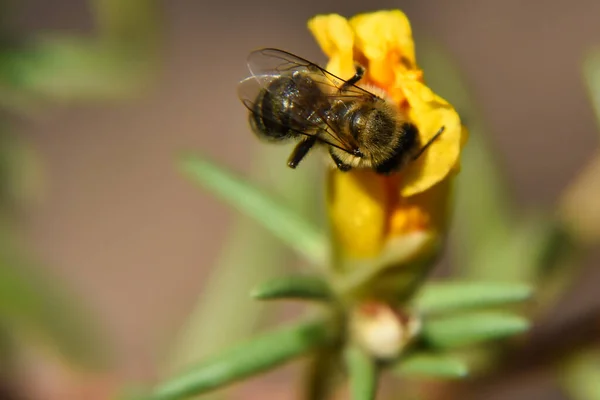 Primer Plano Una Abeja — Foto de Stock