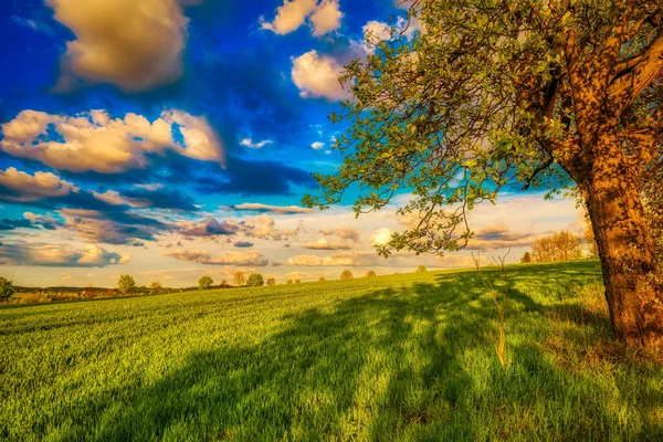 美丽的景色映入眼帘 是一片绿油油的农田 是蓝天下的树木 夕阳西下是蓬松的云彩 — 图库照片